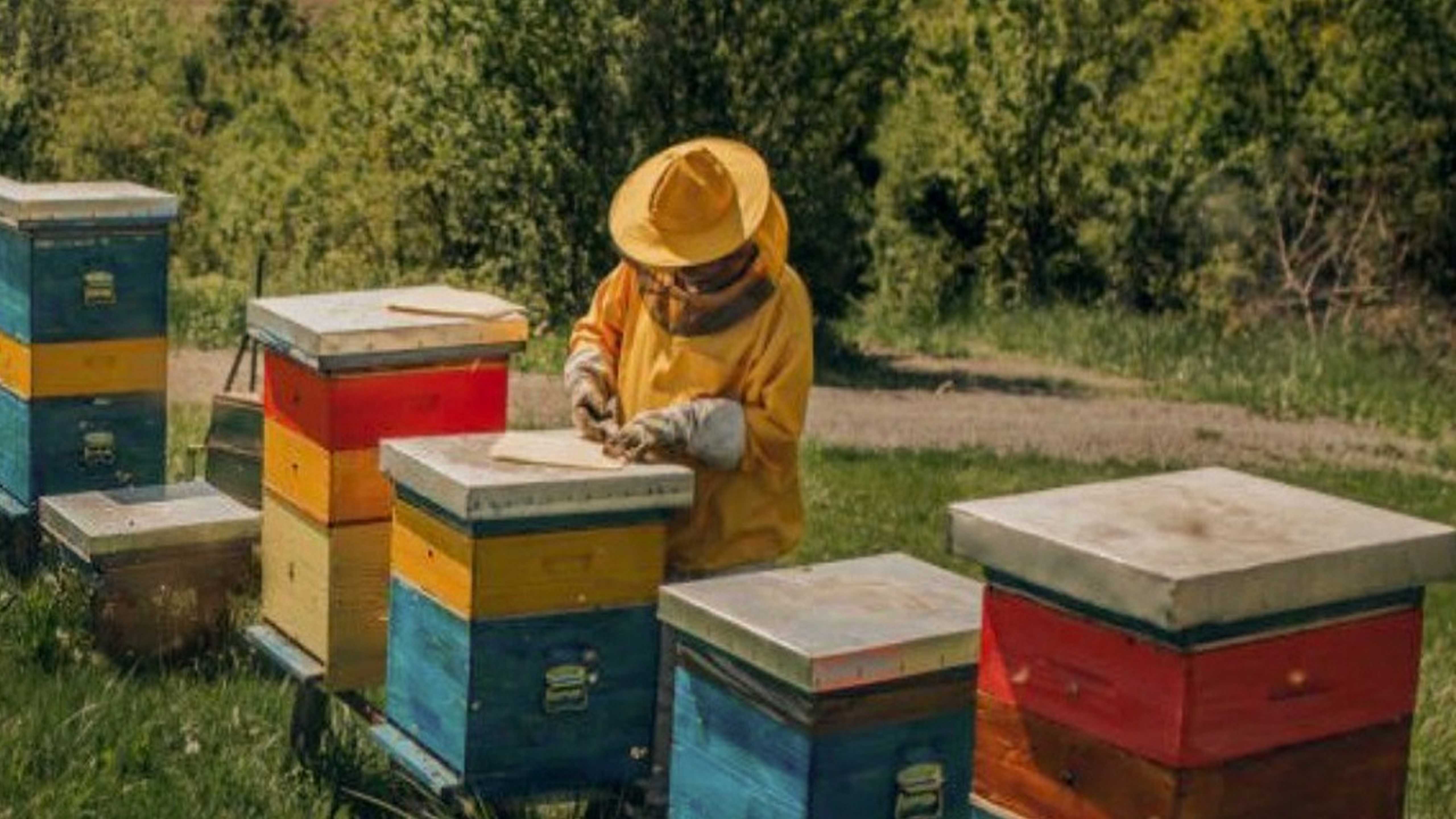 Gironde : Miecolo s’engage à optimiser et simplifier le travail des apiculteurs en le digitalisant