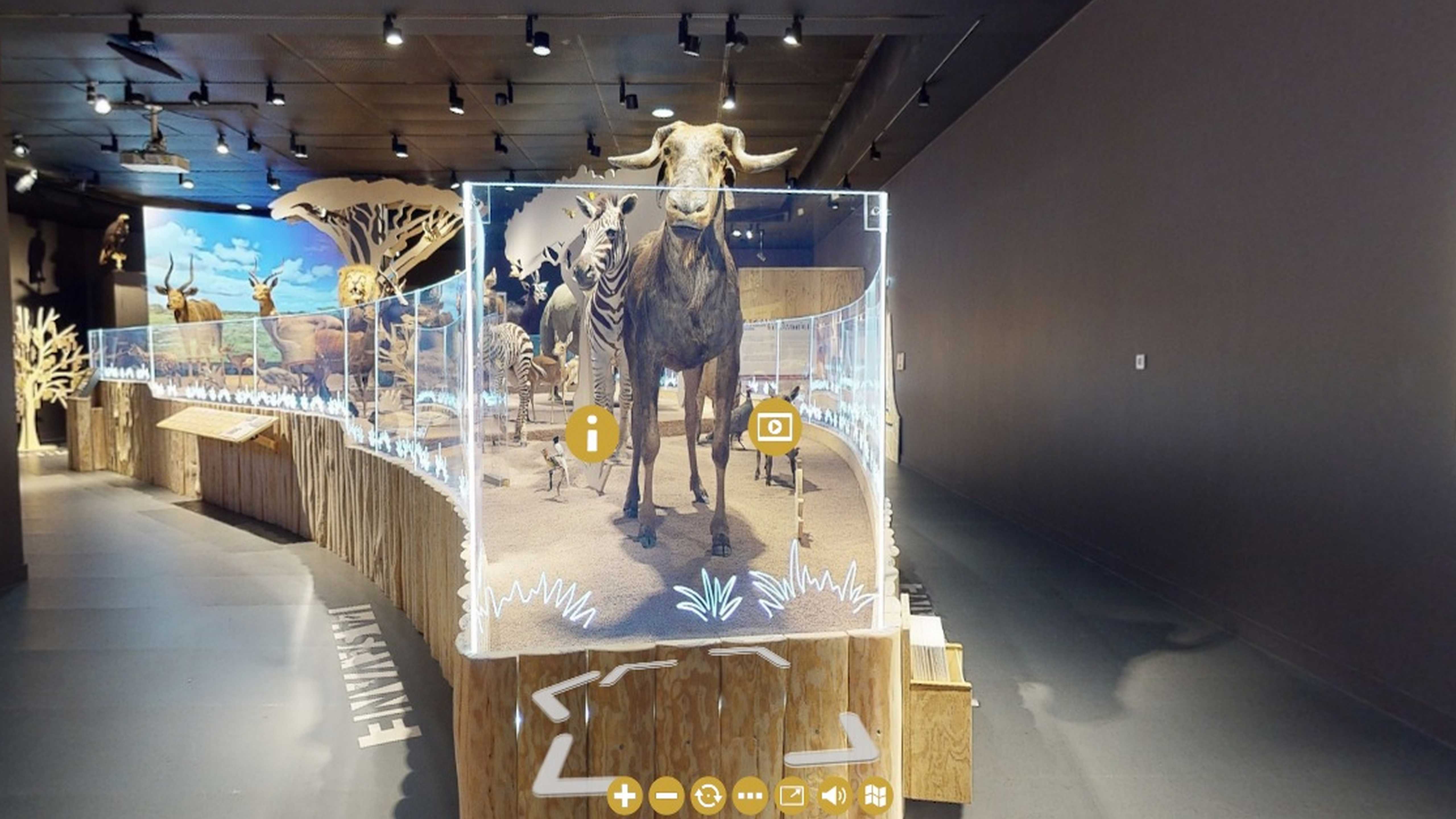 Le Muséum de Bordeaux propose un parcours ludique et immersif avec l'exposition "Afrique savane sauvage"