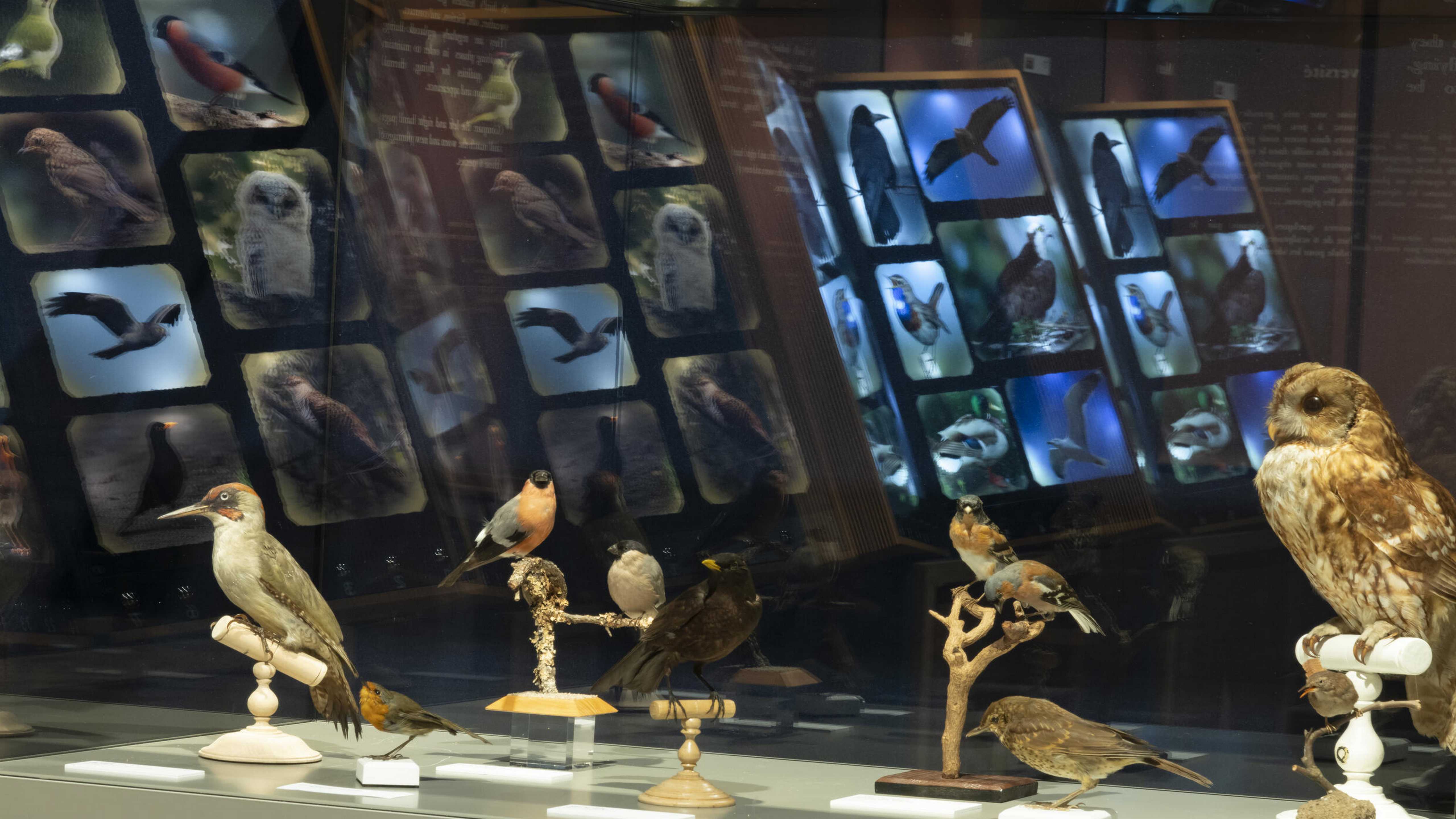 Bordeaux : "Tous à plumes", exposition au Muséum - sciences et nature