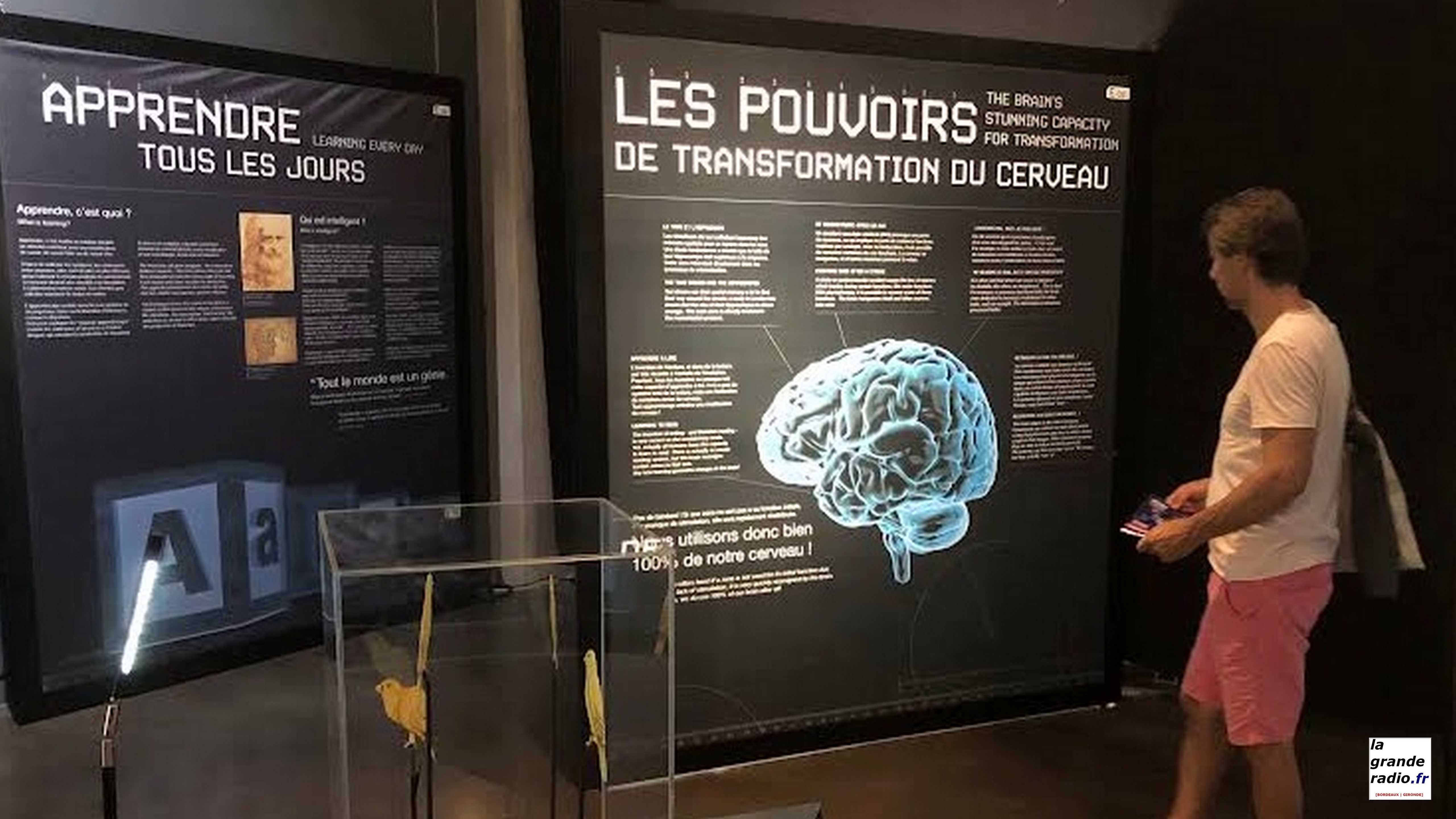 Bordeaux : Explorez le monde des cerveaux et agitez vos neurones, exposition à Cap Sciences