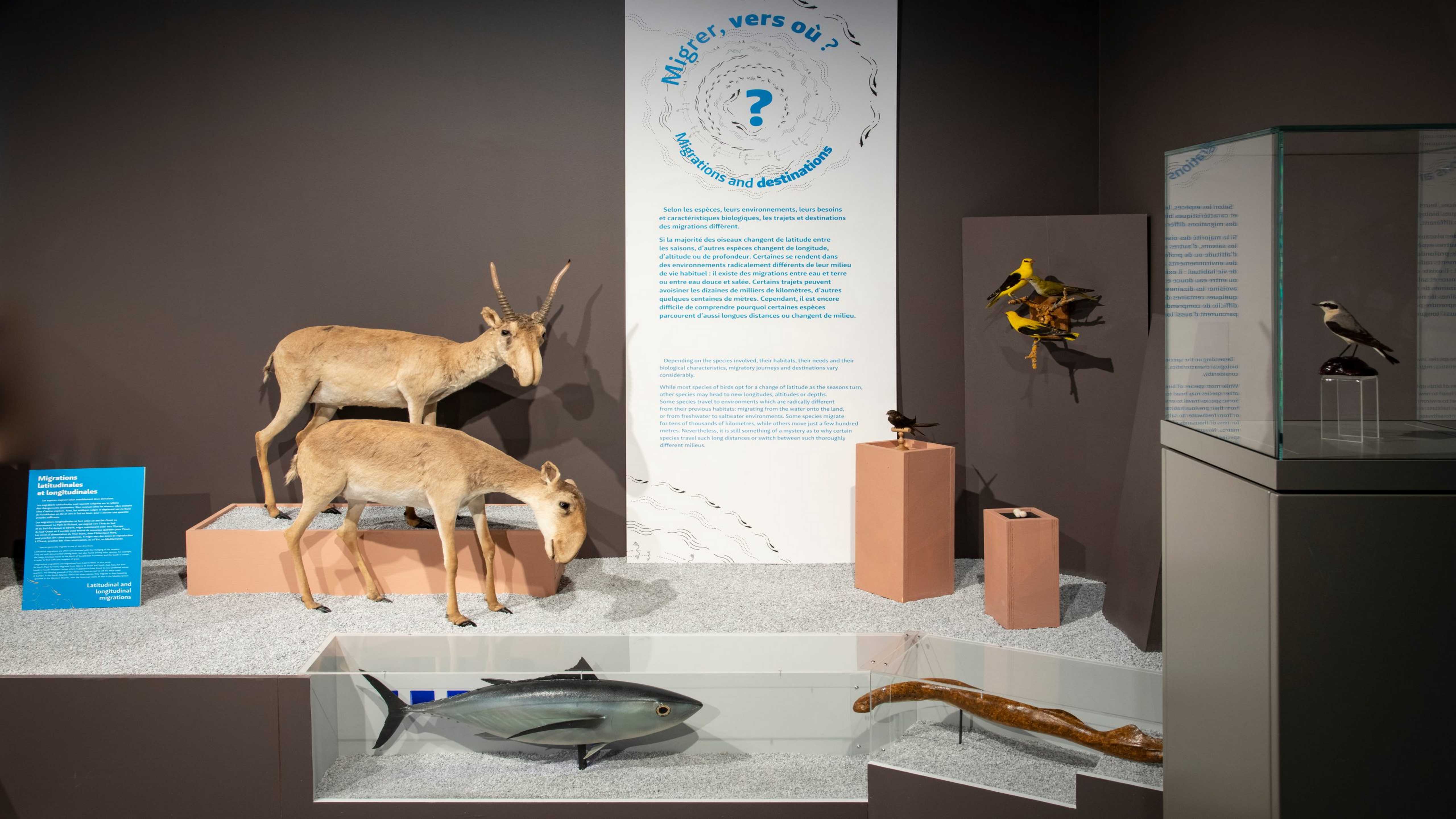 "Migrations du vivant", exposition au Museum et au Jardin botanique de Bordeaux